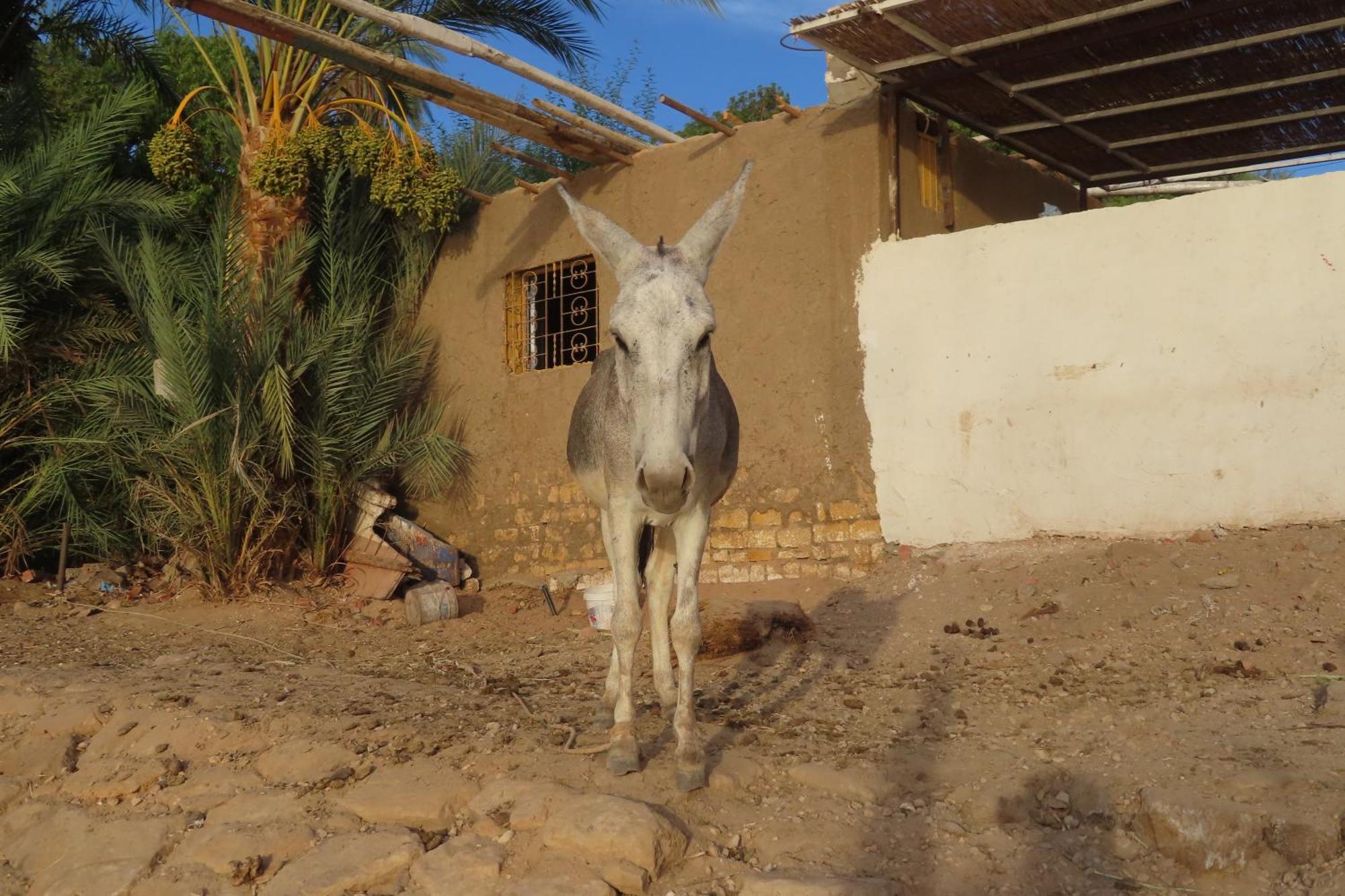 Nubian Lotus Aswan Exterior foto