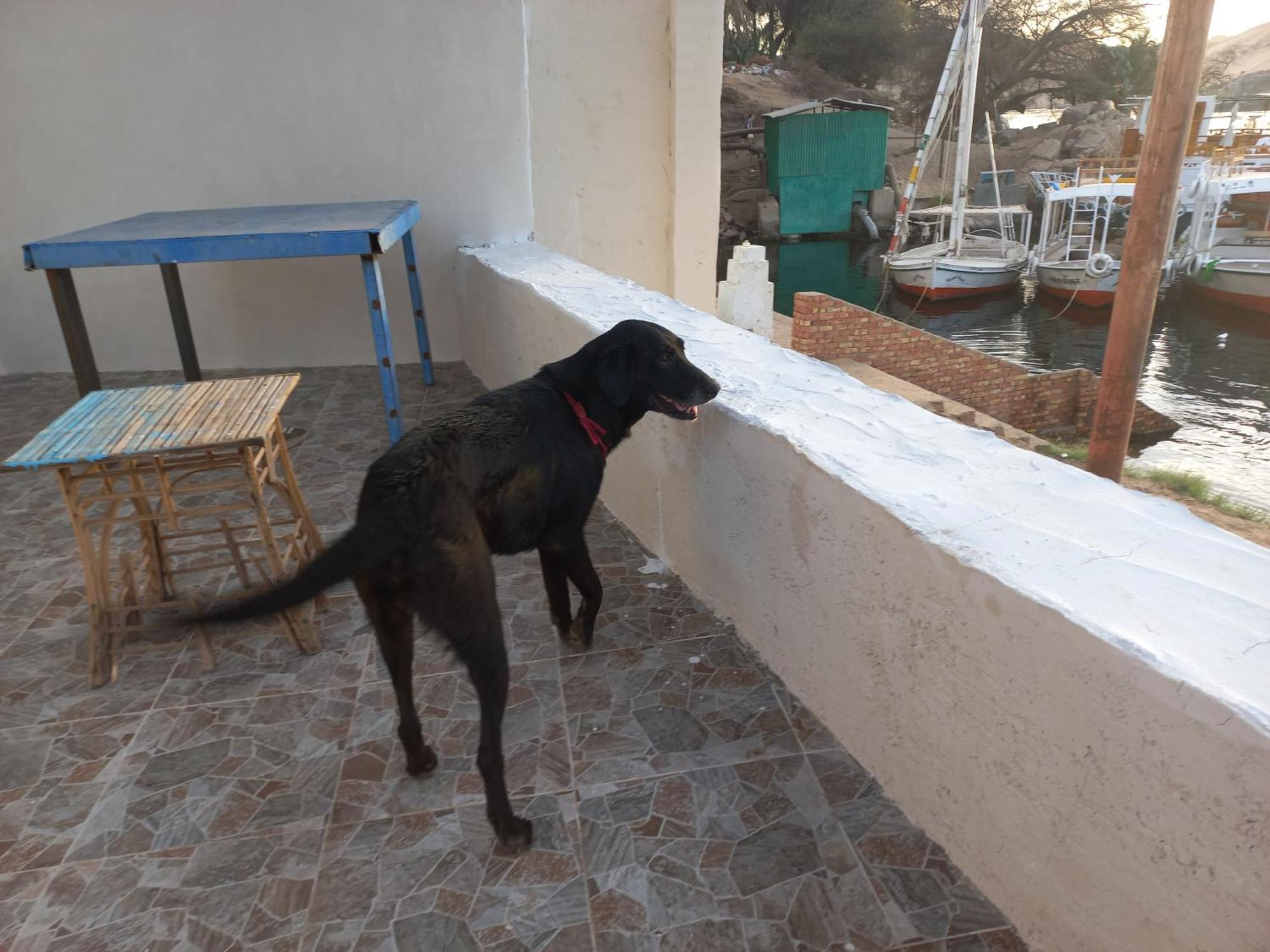 Nubian Lotus Aswan Exterior foto