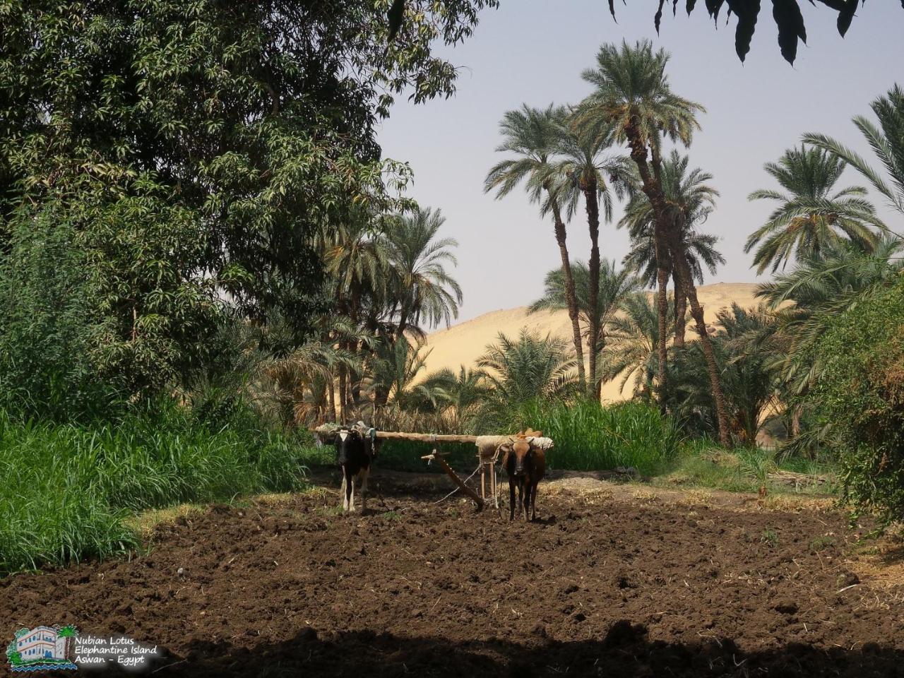 Nubian Lotus Aswan Exterior foto